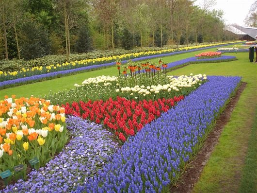 Olandija, gėlių paroda 2008-04